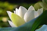 Indische Lotusblume (Nelumbo nucifera)