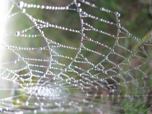 Rechenschieber oder Spinnennetz