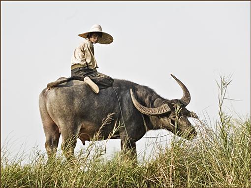 burmesischer Junge auf einem Wasserbffel