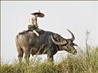 burmesischer Junge auf einem Wasserbüffel