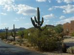 Saguaros bei Carefree, Arizona