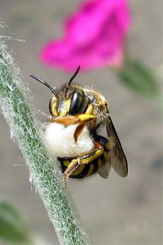 Groe Wollbiene, Weibchen-2