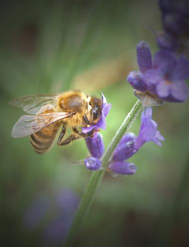 Biene im Lavendel