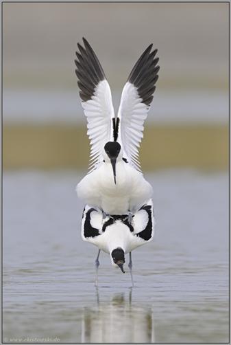 Symmetrie... Sbelschnbler *Recurvirostra avosetta*