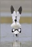 Symmetrie... Sbelschnbler *Recurvirostra avosetta*