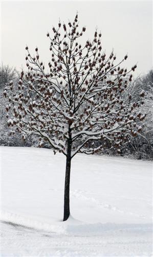 Baum in Schnee