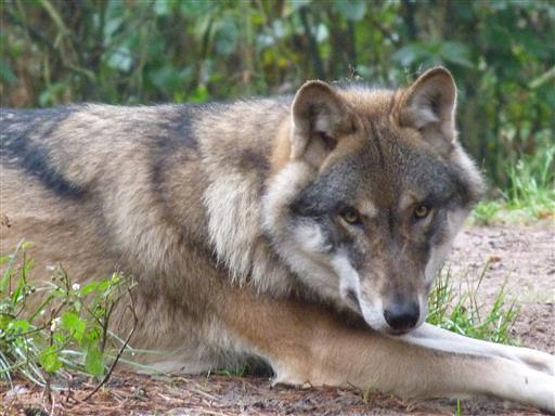Schner Wolf