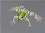 Schwebender Frosch