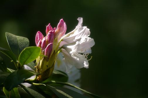 Rhododendron Knospe und Blte