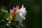 Rhododendron Knospe und Blüte