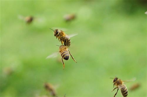 Honigbienen im Flug - Beinahezusammensto