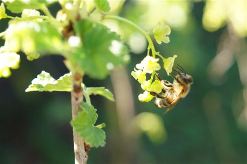 Honigbiene auf Johannisbeerblte
