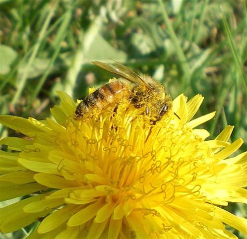 Biene-Pollensammlerin