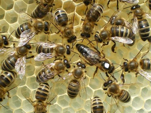 Bienenknigin mit Hofstaat