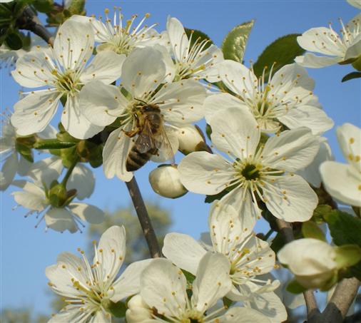 Honigbiene auf Kirschblte