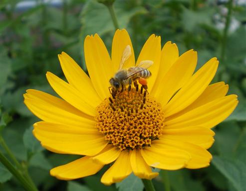 Honigbiene - Pollensammlerin