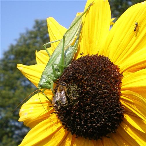 Heupferd-Biene-Ameise