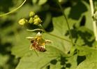 Honigbiene auf rotfrchtiger Zaunrbe