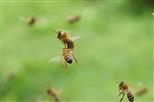 Honigbienen im Flug - Beinahezusammenstoß