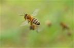 Honigbiene beim Pollentransport