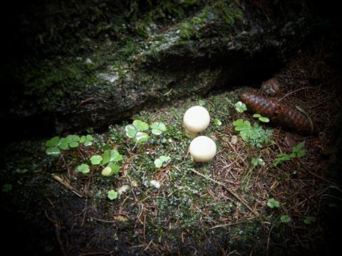 Miniatur mit Pilzen