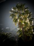 Stadt-Palme im Abendlicht