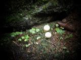 Miniatur mit Pilzen