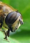 Kopf einer Biene
