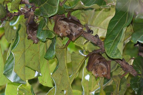 fruit bats in a ficus tree
