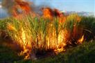 burning sugar cane before harvesting