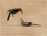 fighting hornbills