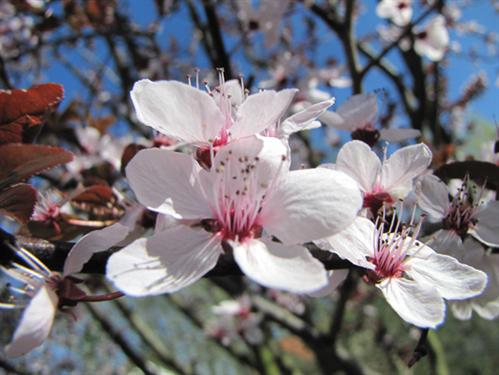 Japanische Kirschblte