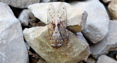 Zikade, cicadatra argentata