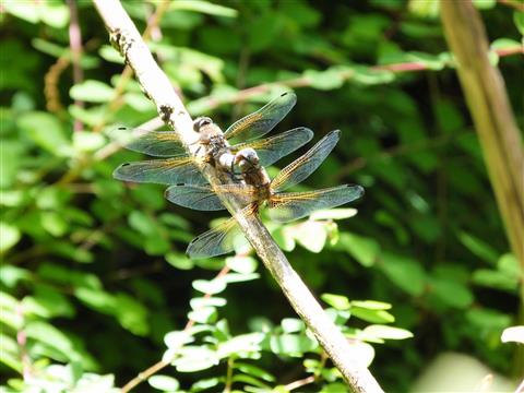 Paarungsrad der Plattbauch-Libelle