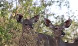 Kudu-Damen