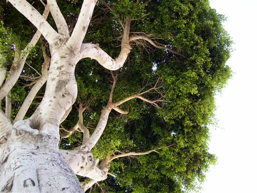 Baum auf Teneriffa