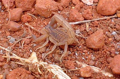 Junger Skorpion