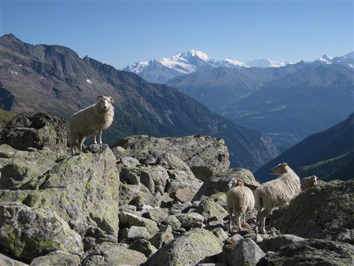 Schafe am Ltschenpass