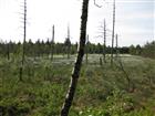 Waldsterben im Wurzacher Ried