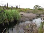Manly Wetlands