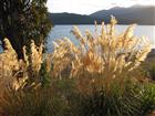 Gräser am Lake Te Anau
