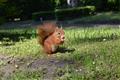 Eichhörnchen beim Nüsse- und Samenfuttern