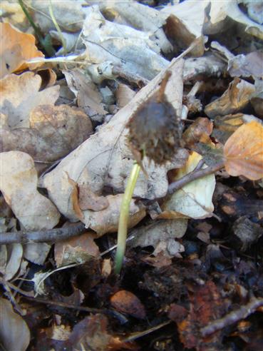 Rotbuche(Fagus sylvatica(L.)) Keimling