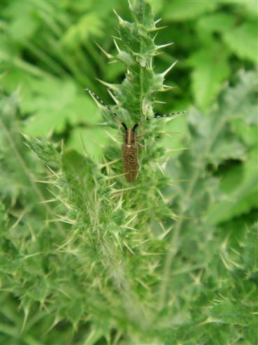 Scheckhorn Distelbock(Agapanthia villosoviridescens)
