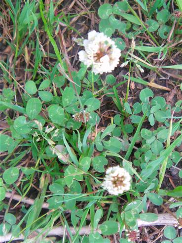 Weißklee(Trifolium repens(L.))