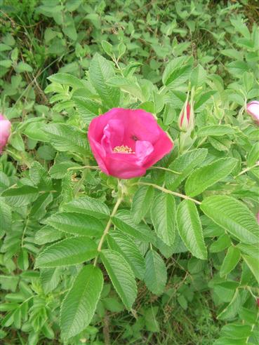 Kartoffelrose(Rosa rugosa(L.))