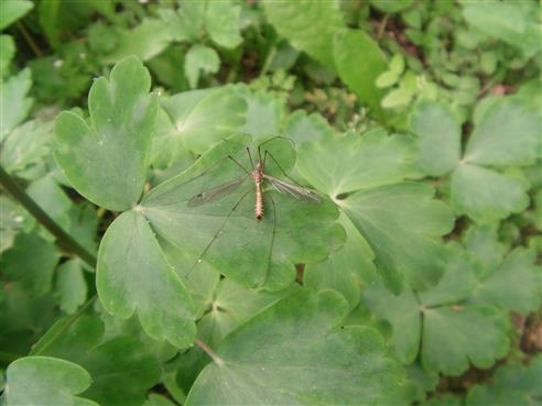 Frhlings-Schnake(Tipula vernalis)