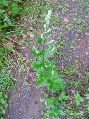 Beifu(Artemisia vulgaris(L.))