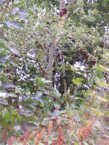 Leichter Sturmschaden an einer Traubeneiche(Quercus petraea(Liebl.))