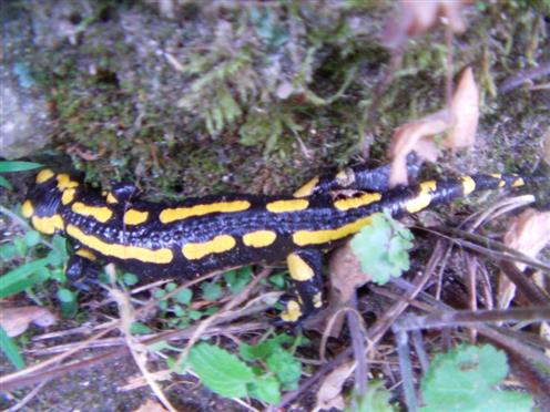 Gebnderter Feuersalamander(Salamandra salamandra terrestris(L. 1758))